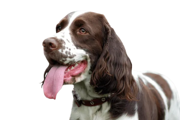 English Springer Spaniel Bild