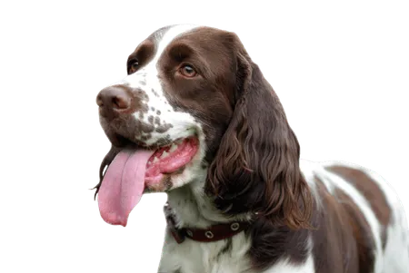 Bild für English Springer Spaniel