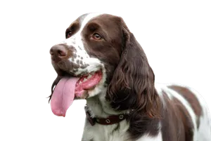 English Springer Spaniel