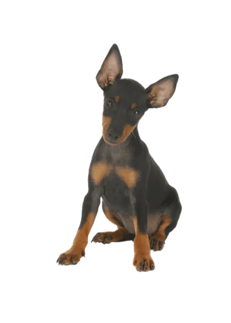 English Toy Terrier