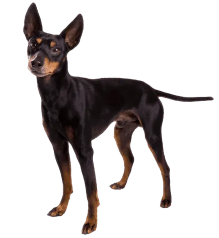 English Toy Terrier