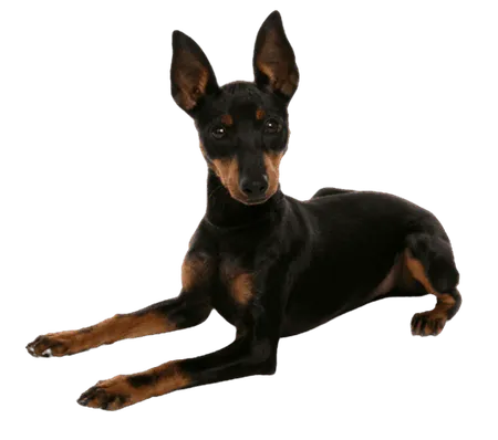 Bild für English Toy Terrier