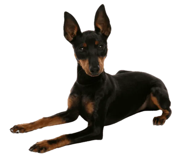 English Toy Terrier Bild