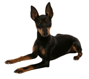English Toy Terrier