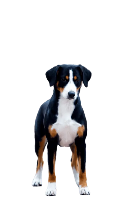 Entlebucher-Sennenhund-6