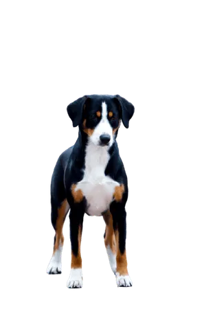 Entlebucher-Sennenhund-6