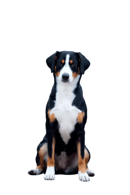 Entlebucher-Sennenhund-2