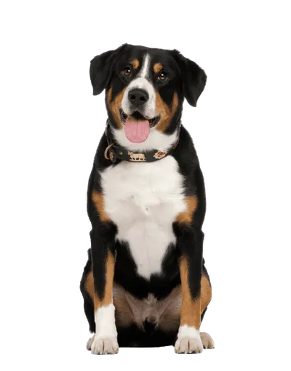 Entlebucher-Sennenhund-4