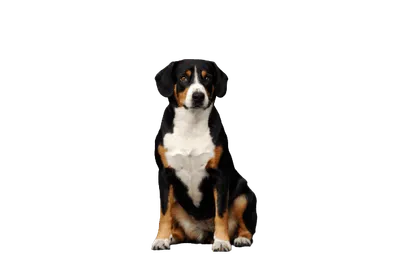 Entlebucher-Sennenhund-3
