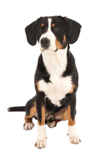 Entlebucher-Sennenhund-5