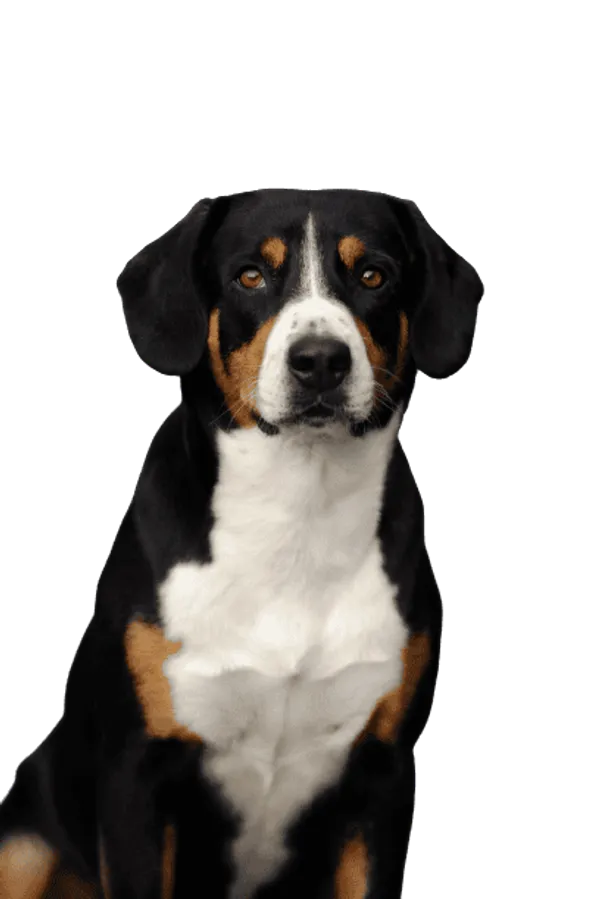 Entlebucher Sennenhund Bild