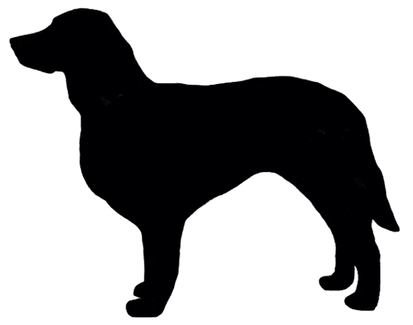 Epagneul Bleu de Picardie Bild