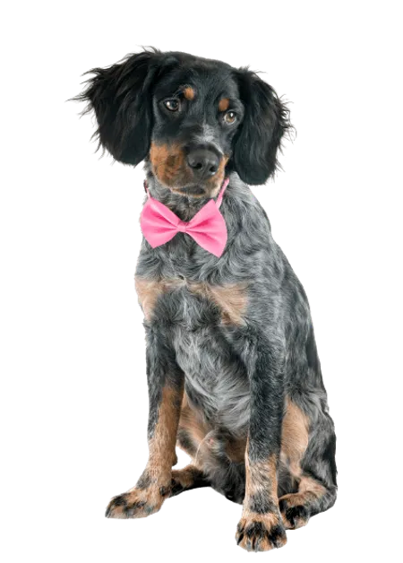 Bild für Epagneul Breton