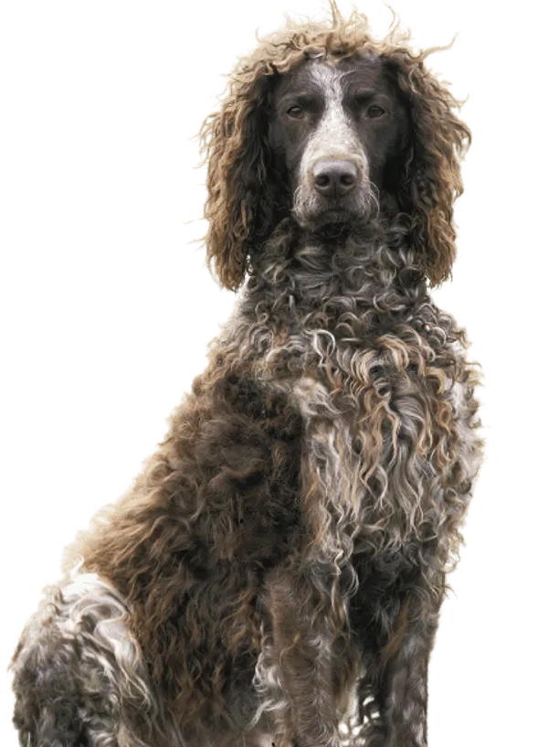 Epagneul de Pont-Audemer Bild