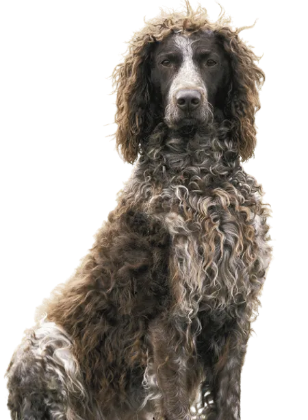 Bild für Epagneul de Pont-Audemer