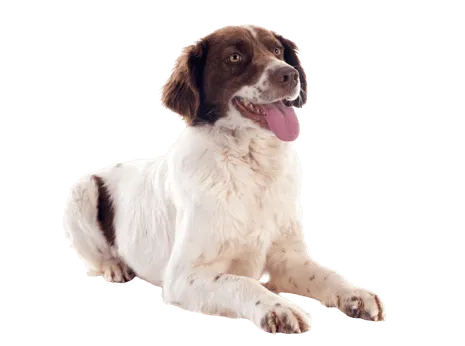 Epagneul-Francais-puppy