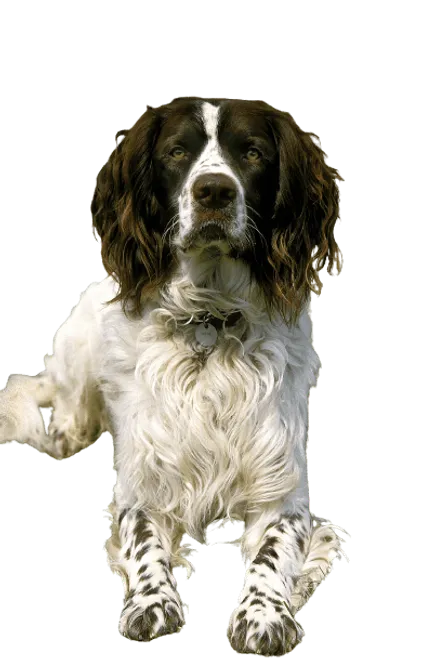 Epagneul-Francais-adult