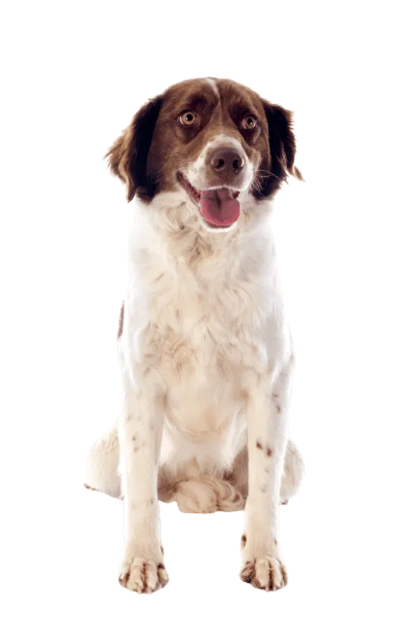 Epagneul Français Bild