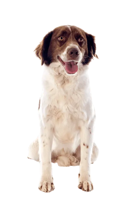 Bild für Epagneul Français