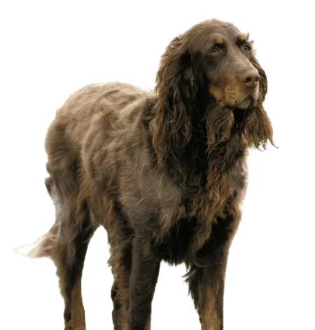 Bild für Epagneul Picard