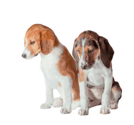 Estnische-Bracke-puppies