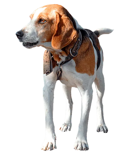 Estnische-Bracke-adult