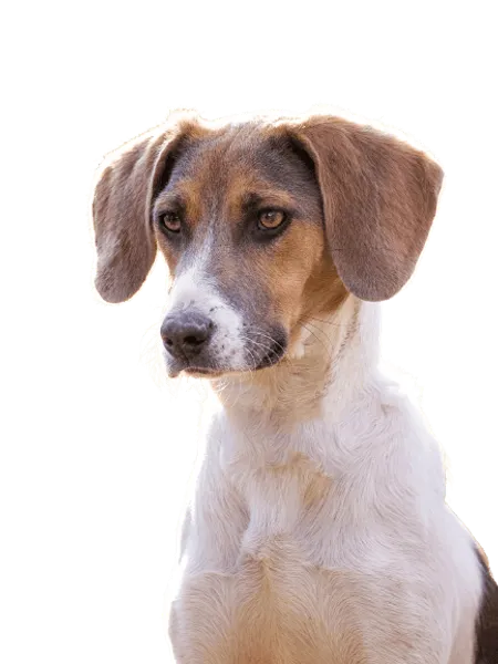 Bild für Estnische Bracke