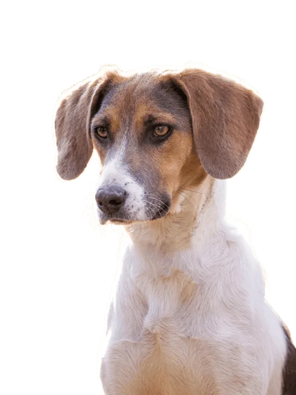 Estnische Bracke Bild