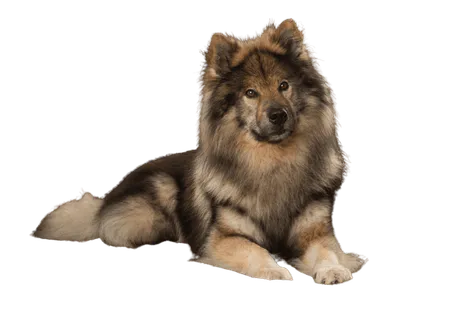 Eurasier-2