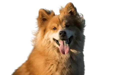 Bild für Eurasier