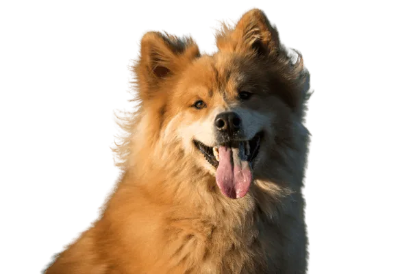 Eurasier Bild