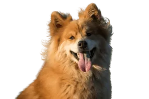 Eurasier