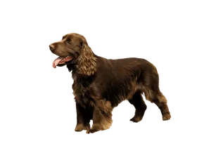 Field-Spaniel-5