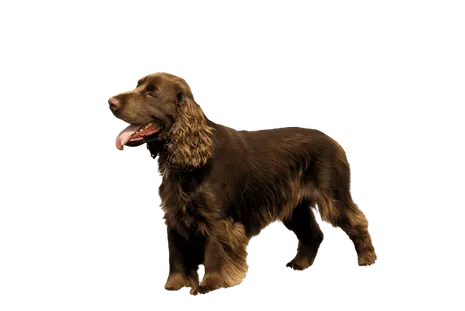 Field-Spaniel-5