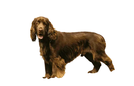 Field-Spaniel-4