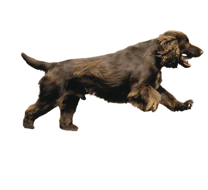 Field-Spaniel-3
