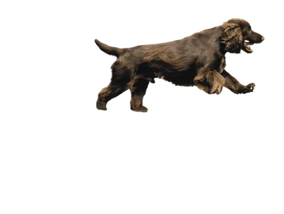 Field-Spaniel-2