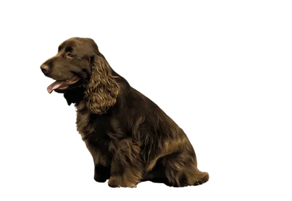 Field-Spaniel-6