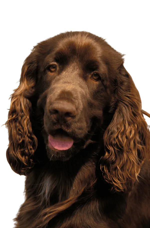 Field Spaniel Bild