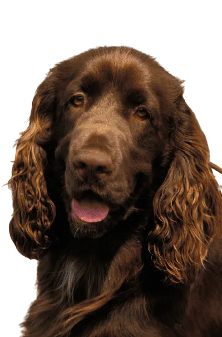 Bild für Field Spaniel
