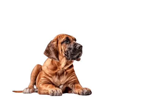 Fila-Brasileiro-3