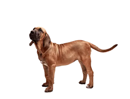 Fila-Brasileiro-2