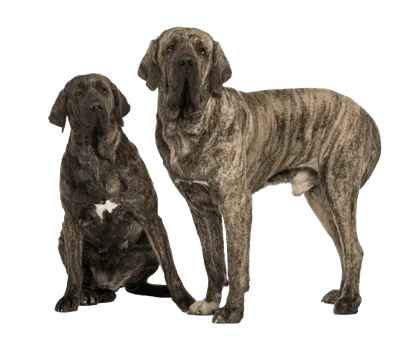 Fila-Brasileiro-4