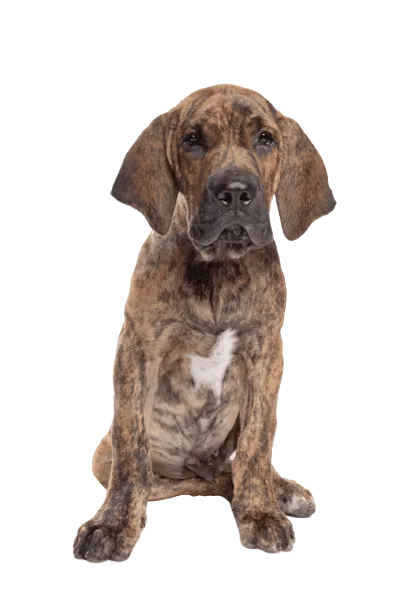 Fila-Brasileiro-5