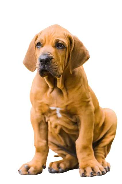 Fila-Brasileiro-6