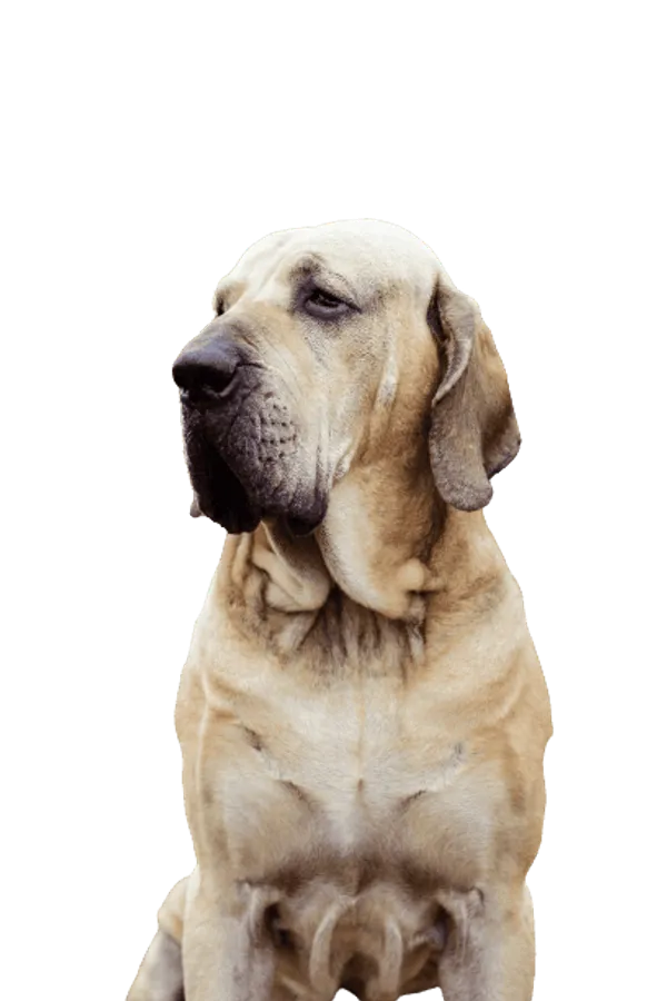 Fila Brasileiro Bild