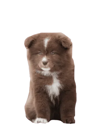 Finnischer Lapphund