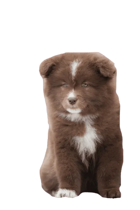 Finnischer Lapphund