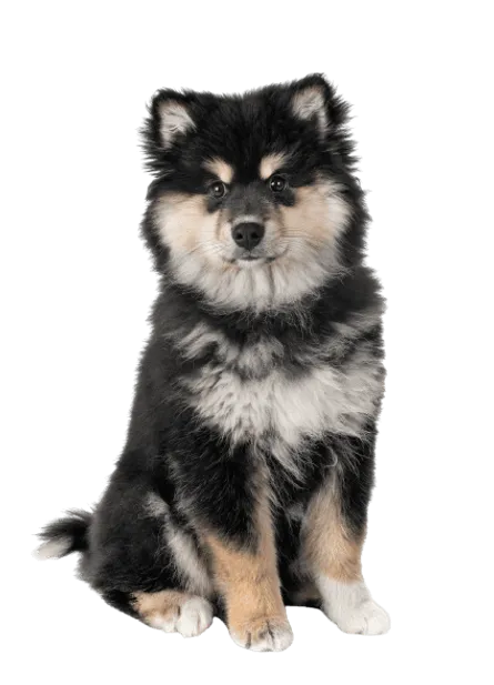 Finnischer Lapphund