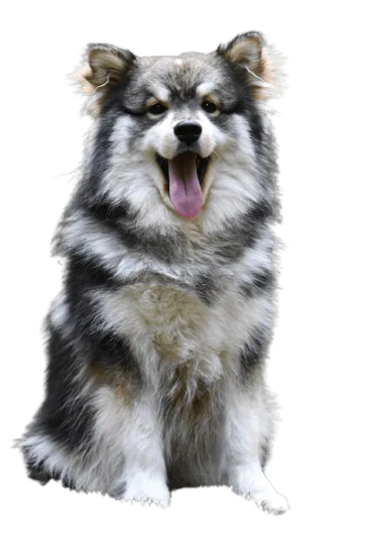 Finnischer Lapphund